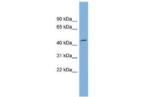 WB Suggested Anti-VAT1 Antibody Titration: 0. (VAT1 anticorps  (N-Term))