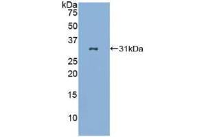 Western blot analysis of recombinant Human LAB7-2. (CD86 anticorps  (AA 46-282))
