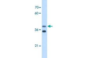 Western Blot analysis of Jurkat cell lysate with GDE1 polyclonal antibody  at 0. (GDE1 anticorps  (N-Term))