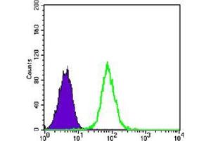 Flow cytometric analysis of K562 cells using GYS1 mouse mAb (green) and negative control (purple).