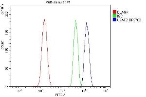 Flow Cytometry analysis of ANA-1 cells using anti-U2AF2 antibody (ABIN7600793). (U2AF2 anticorps  (AA 238-470))