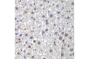 Immunohistochemistry of paraffin-embedded mouse liver using U2 antibody (ABIN6130748, ABIN6149754, ABIN6214722 and ABIN6214724) at dilution of 1:200 (40x lens). (U2AF1 anticorps  (AA 1-240))