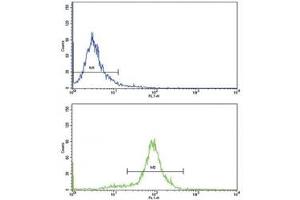 Flow cytometric analysis of HeLa cells using CCL2 antibody (bottom histogram) compared to a negative control (top histogram).