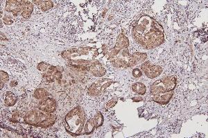 IHC analysis of TXN2 using anti-TXN2 antibody (ABIN7602150). (TXN2 anticorps  (AA 60-166))