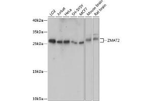 Western blot analysis of extracts of various cell lines, using ZM antibody (ABIN7271560) at 1:1000 dilution. (ZMAT2 anticorps  (AA 1-199))