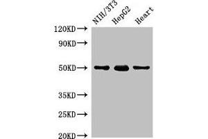 Western Blot Positive WB detected in: NIH/3T3 whole cell lysate, HepG2 whole cell lysate, Rat heart tissue All lanes: GCM2 antibody at 2 μg/mL Secondary Goat polyclonal to rabbit IgG at 1/50000 dilution Predicted band size: 57 kDa Observed band size: 50 kDa (GCM2 anticorps  (AA 156-451))