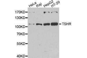 Western blot analysis of extracts of various cell lines, using TSHR antibody.