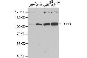 Western blot analysis of extracts of various cell lines, using TSHR antibody. (TSH receptor anticorps  (AA 21-253))