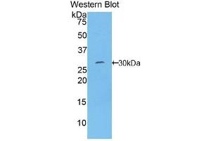 Detection of Recombinant TOR1B, Human using Polyclonal Antibody to Torsin 1B (TOR1B) (TOR1B anticorps  (AA 98-327))
