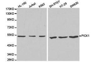 Western Blotting (WB) image for anti-Protein Interacting With Protein Kinase C, alpha 1 (PICK1) antibody (ABIN1874124) (PICK1 anticorps)