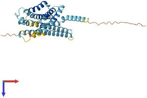 AlphaFold protein structure predicition of Human Recombinant GPBAR1 Protein, UniprotID Q8TDU6