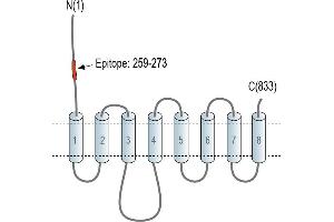 Representative domain view of the target of ABIN7885488.