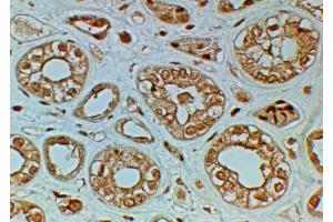 ABIN2613432 (2µg/ml) staining of paraffin embedded Human Kidney. (FZD4 anticorps  (Internal Region))