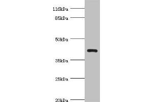 Western blot All lanes: NDRG2 antibody at 4. (NDRG2 anticorps  (AA 152-371))