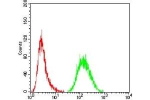 Flow cytometric analysis of Hela cells using MDM2 mouse mAb (green) and negative control (red). (MDM2 anticorps)
