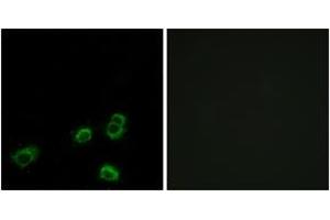 Immunofluorescence (IF) image for anti-Olfactory Receptor, Family 52, Subfamily A, Member 1 (OR52A1) (AA 20-69) antibody (ABIN2891124) (OR52A1 anticorps  (AA 20-69))