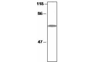 Western blot analysis of Arabidopsis thylakoid proteins with anti-CF1 beta (CF1 beta (AtpB) anticorps)