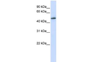 WB Suggested Anti-RNMT Antibody Titration:  0. (RNMT anticorps  (N-Term))