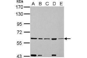 WB Image FAST antibody detects FASTK protein by Western blot analysis.