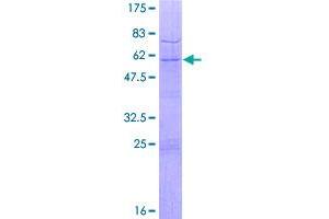 Image no. 1 for RNA Polymerase II TBP-Associated Factor Subunit G (TAF9) (AA 1-264) protein (GST tag) (ABIN1322114)