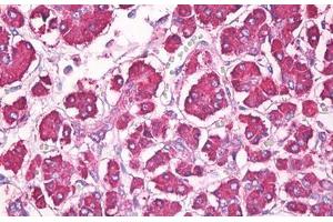 Anti-REG1 / Regenerating Islet-Derived 1 antibody IHC staining of human pancreas. (REG1 anticorps  (AA 21-36))