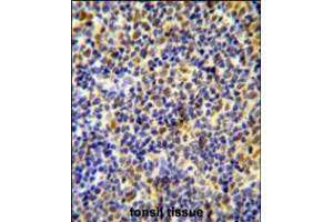 IKZF1 Antibody immunohistochemistry analysis in formalin fixed and paraffin embedded human tonsil tissue followed by peroxidase conjugation of the secondary antibody and DAB staining. (IKZF1 anticorps  (C-Term))