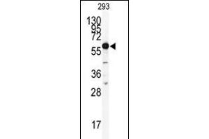 Western blot analysis of anti-HDAC2 Antibody (C-term) (ABIN6242378 and ABIN6577318) in 293 cell line lysates (35 μg/lane).