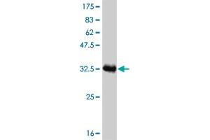 Western Blot detection against Immunogen (33.