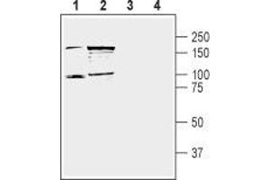 Western blot analysis of mouse (lanes 1 and 3) and rat (lanes 2 and 4) brain lysate: - 1,2. (DPP10 anticorps  (C-Term, Extracellular))