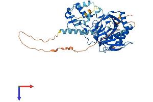 AlphaFold protein structure predicition of Human Recombinant P4HTM Protein, UniprotID Q9NXG6