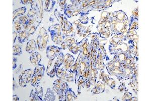 IHC analysis of Caveolin-1/CAV1 using anti-Caveolin-1/CAV1 antibody (ABIN3043803). (Caveolin-1 anticorps  (AA 4-178))