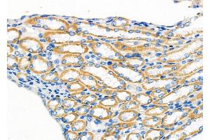 ABIN6258805 and ABIN6273895 at 1/100 staining Mouse kidney tissue by IHC-P. (OXGR1 anticorps  (Internal Region))