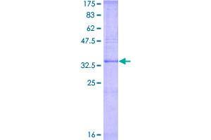 Image no. 1 for Bone Marrow Proteoglycan (PRG2) (AA 123-222) protein (GST tag) (ABIN1316187)