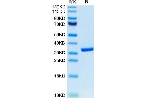 Biotinylated Human HMGB1 on Tris-Bis PAGE under reduced condition.