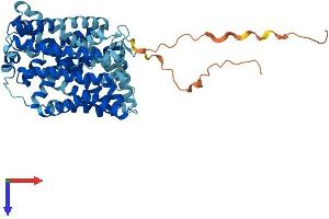 AlphaFold protein structure predicition of Human Recombinant SLC7A10 Protein, UniprotID Q9NS82