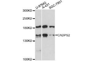Western blot analysis of extracts of various cell lines, using CADPS2 antibody (ABIN6292762) at 1:3000 dilution. (CADPS2 anticorps)