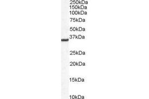ABIN184669 staining (0. (DDAH1 anticorps  (C-Term))