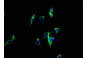 Immunofluorescence staining of A549 cells with ABIN7146408 at 1:100, counter-stained with DAPI.