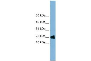 WB Suggested Anti-GOLGA7 Antibody Titration: 0. (Golgin A7 anticorps  (Middle Region))