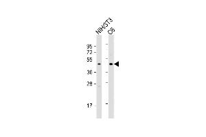 All lanes : Anti-CREB1 Antibody (Center) at 1:2000 dilution Lane 1: NIH/3T3 whole cell lysate Lane 2: C6 whole cell lysate Lysates/proteins at 20 μg per lane. (CREB1 anticorps  (AA 105-132))