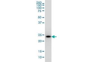 PCTP monoclonal antibody (M01), clone 1F9 Western Blot analysis of PCTP expression in K-562 .