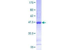 Image no. 1 for Sorting Nexin 12 (SNX12) (AA 1-172) protein (GST tag) (ABIN1320859)