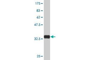 Western Blot detection against Immunogen (34.