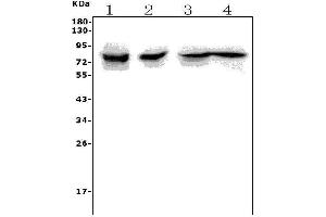 Western blot analysis of Tnfrsf11a using anti-Tnfrsf11a antibody (ABIN7601214).