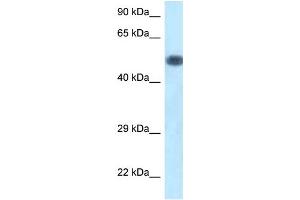 WB Suggested Anti-Pik3r1 Antibody Titration: 1. (PIK3R1 anticorps  (C-Term))