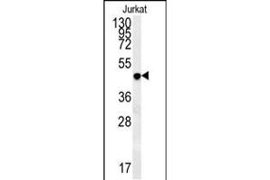 DAO Antibody (Center) (ABIN657862 and ABIN2846818) western blot analysis in Jurkat cell line lysates (35 μg/lane). (D Amino Acid Oxidase anticorps  (AA 259-287))