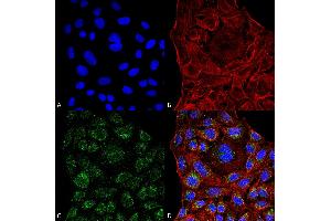 Immunocytochemistry/Immunofluorescence analysis using Mouse Anti-ERp57 Monoclonal Antibody, Clone 4F9 .