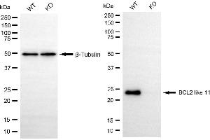 Western blotting analysis using BCL2 like 11 antibody (ABIN7797751). (Recombinant BIM anticorps)