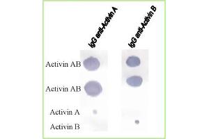 Image no. 3 for Activin AB (ACVAB) (Active) protein (ABIN1019702)