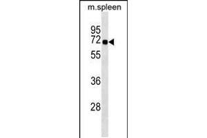 Western blot analysis in mouse spleen tissue lysates (35ug/lane). (SNTB1 anticorps  (AA 243-271))